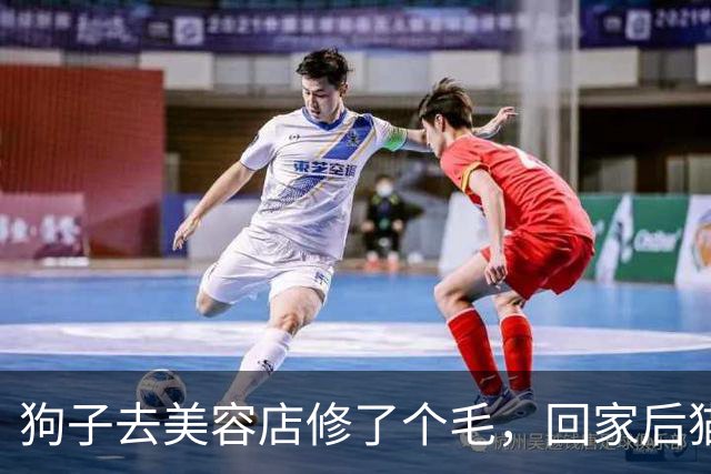 狗子去美容店修了个毛，回家后猫咪直接炸毛：这丑狗是谁？铲屎的，你接错狗了吧！